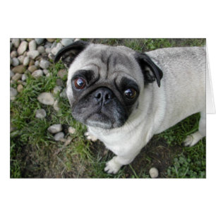 Cartão Placa Pug Pebbles