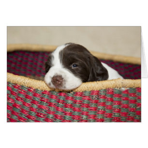Cartão Placa puppy do espanhol Tiny Springer