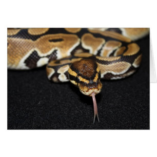 Cartão Placa Python de Ball
