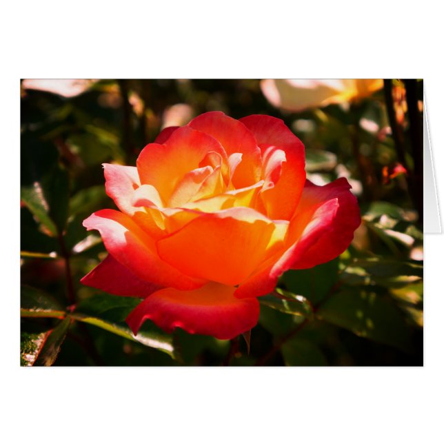 Cartão Placa Rainbow Sorbet Rosa nº 5 (Frente Horizontal)