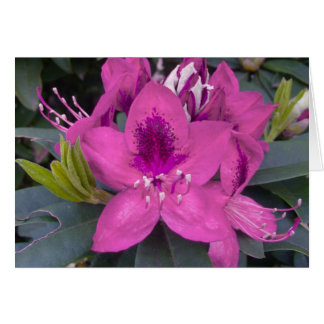 Cartão Placa Rhododendron Rosa