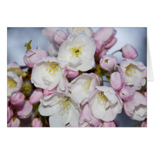 Cartão Placa Rosa japonesa