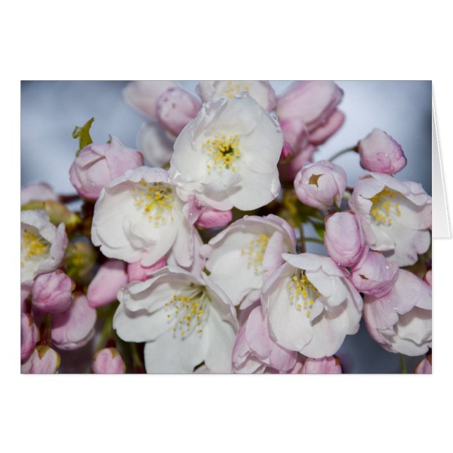 Cartão Placa Rosa japonesa (Frente Horizontal)