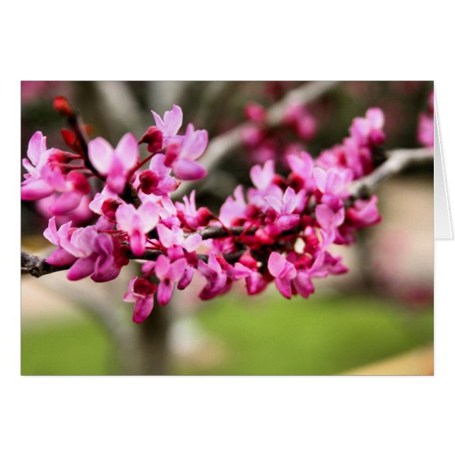 Cartão Placa rosa primavera (Frente horizontal)