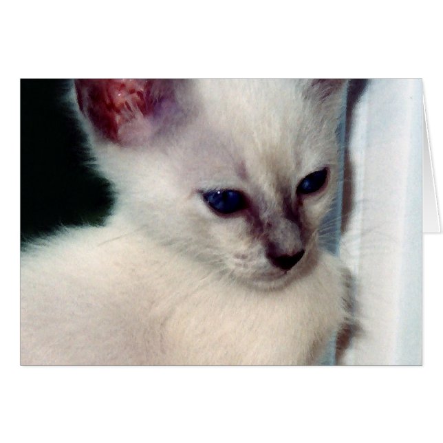 Cartão Placa Sasha Kitten (Frente Horizontal)