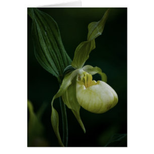 Cartão Placa Slipper Amarela