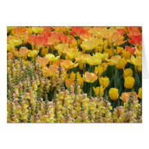 Placa Snapdragons