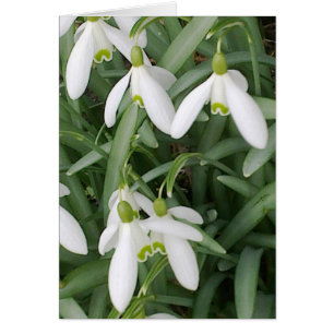 Cartão Placa Snowdrops