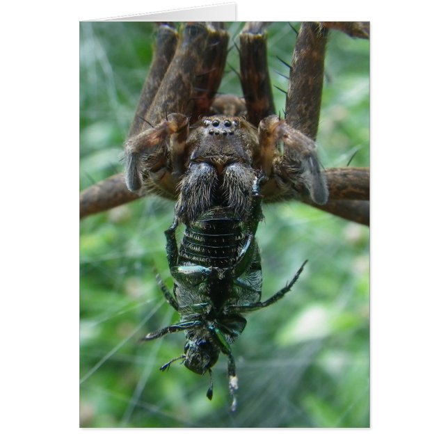 Cartão Placa Spider (Frente)