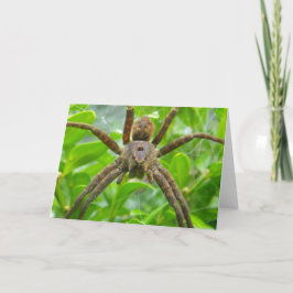Cartão Placa Spider