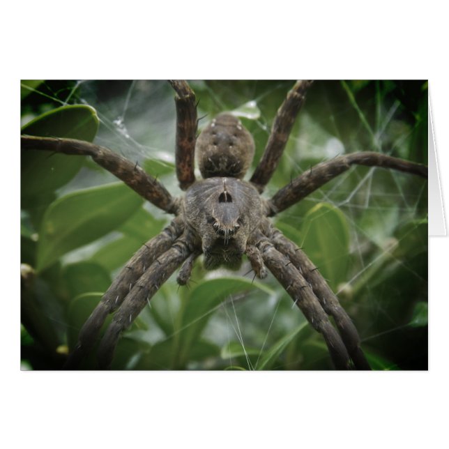 Cartão Placa Spider Halloween (Frente Horizontal)