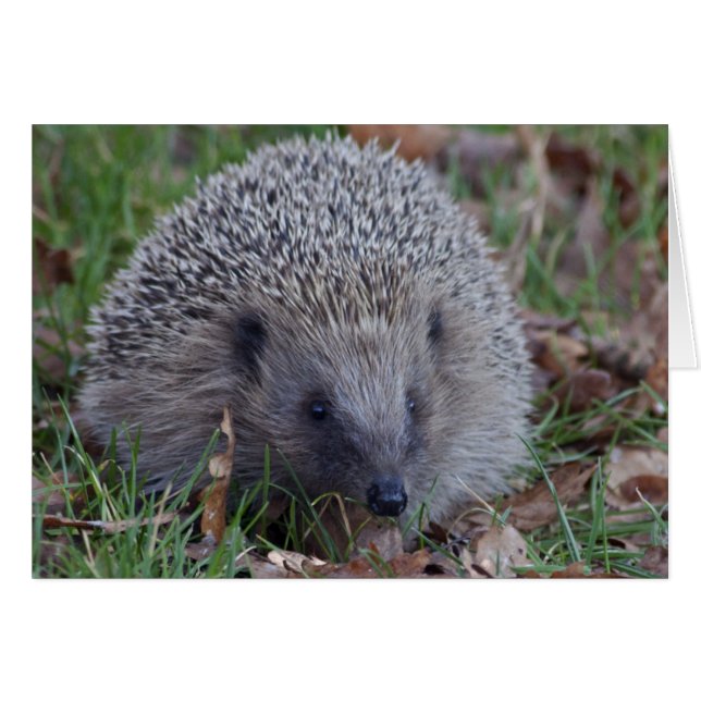 Cartão Placa Spike (Frente Horizontal)