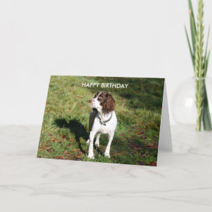 Cartão Placa Springer Spaniel HAPPY BIRTHDAY