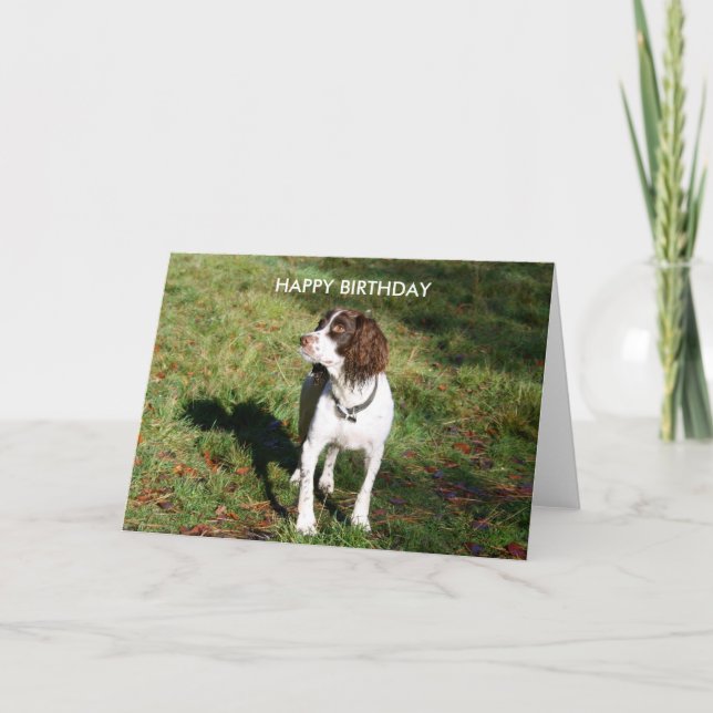 Cartão Placa Springer Spaniel HAPPY BIRTHDAY (Frente)