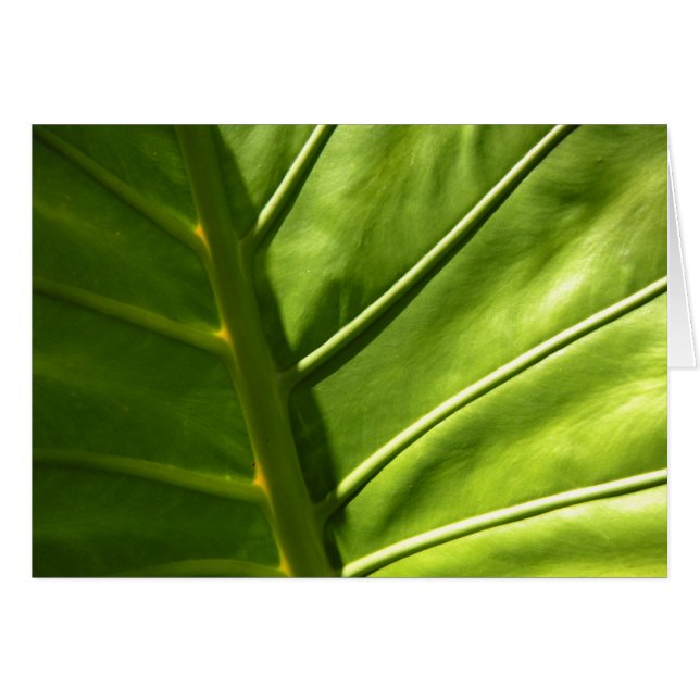 Cartão Placa Sunny Leaf (Frente Horizontal)