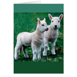 Cartão Placa Sven & Ole