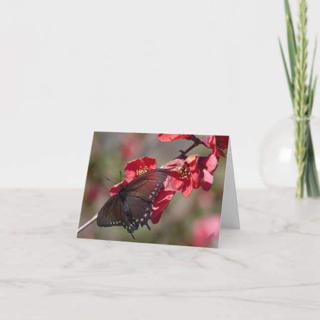 Cartão Placa Swallowtail Pipevine (Frente)