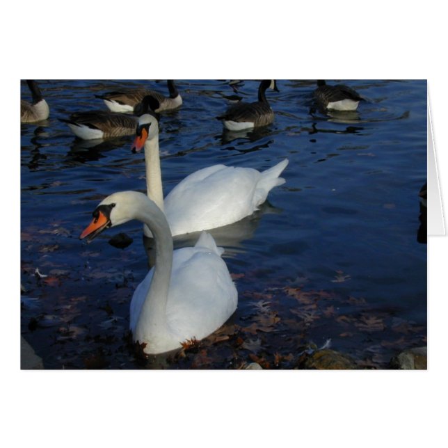 Cartão Placa Swan Sorridente (Frente Horizontal)