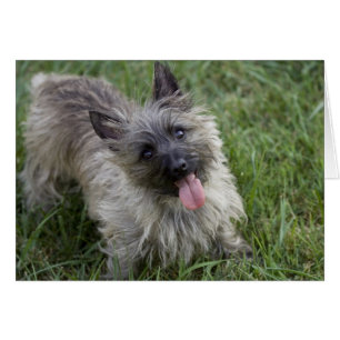 Cartão Placa Terrier do Cairn do Brindle