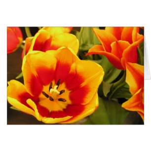 Cartão Placa Tulip Glória primavera