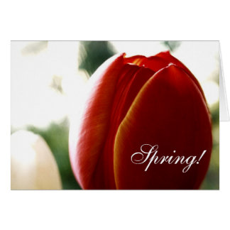 Cartão Placa Tulip Vermelha primavera