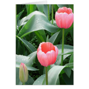 Cartão Placa Tulips