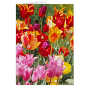 Cartão Placa Tulips