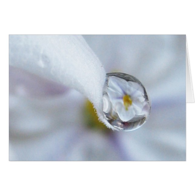 Cartão Placa Twinkle (Frente Horizontal)