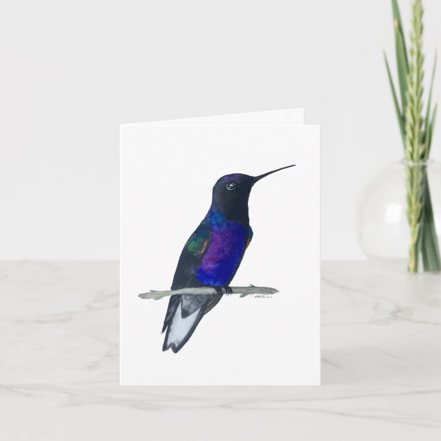 Cartão Placa Velvet-Purple Coronet Hummingbird (Frente)