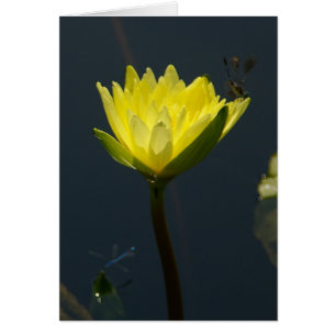 Cartão Placa Waterlily Lotus Amarela