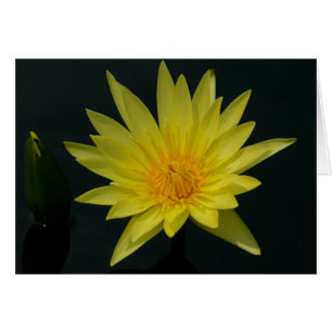Cartão Placa Waterlily Lotus Amarela