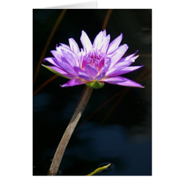 Cartão Placa Waterlily Purple Lotus (Frente)