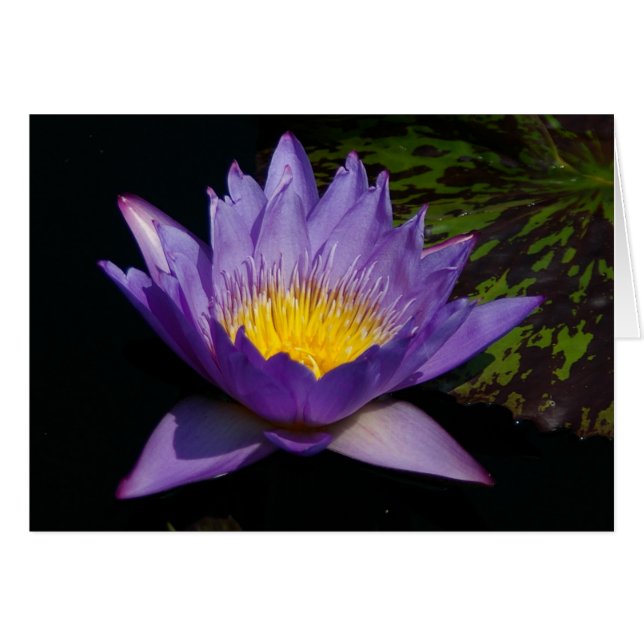 Cartão Placa Waterlily Purple Lotus (Frente Horizontal)