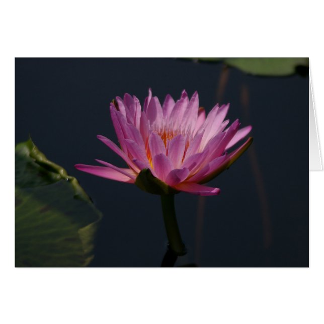 Cartão Placa Waterlily Purple Lotus (Frente Horizontal)