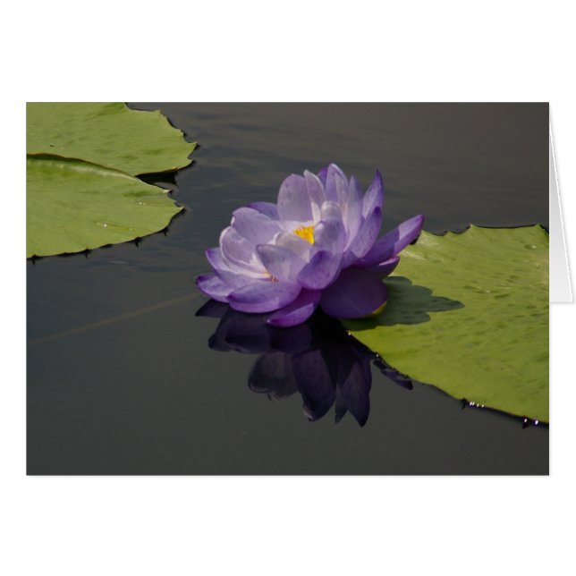 Cartão Placa Waterlily Purple Lotus (Frente Horizontal)