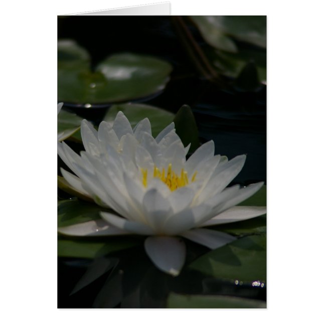 Cartão Placa Waterlily White Lotus (Frente)