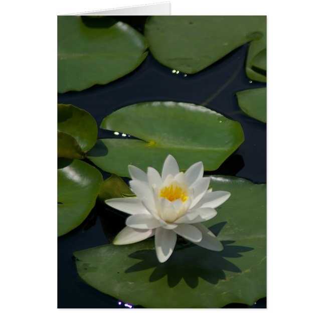 Cartão Placa Waterlily White Lotus (Frente)