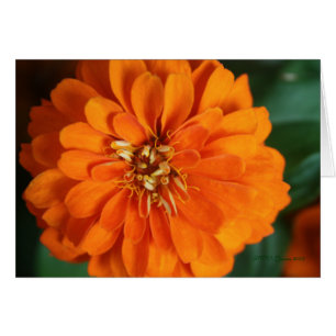 Cartão Placa Zinnia