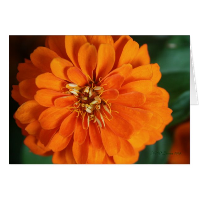 Cartão Placa Zinnia (Frente Horizontal)