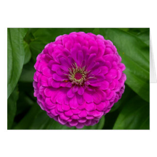 Cartão Placa Zinnia Roxa
