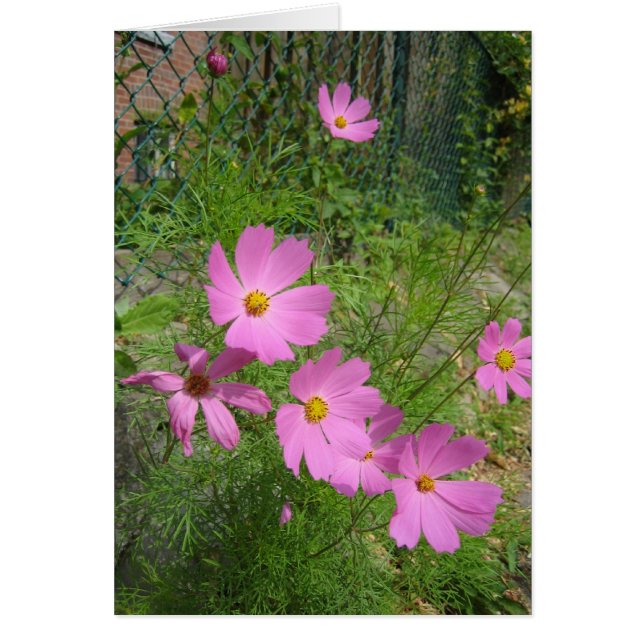 Cartão placas cosmos (Frente)