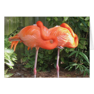 Cartão Placas de Nota Flamingos Rosa
