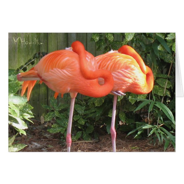 Cartão Placas de Nota Flamingos Rosa (Frente horizontal)