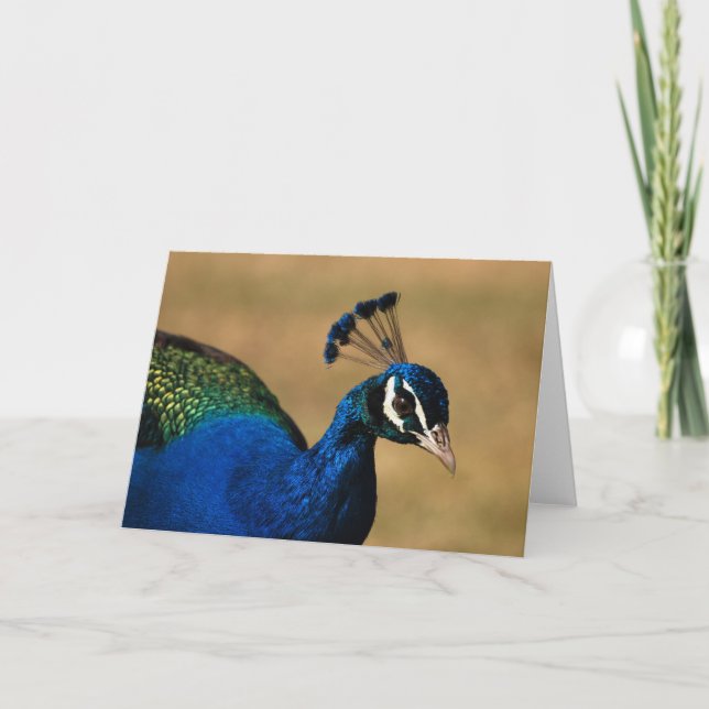 Cartão Placas de saudação Peacock - vazio personalizável (Frente)