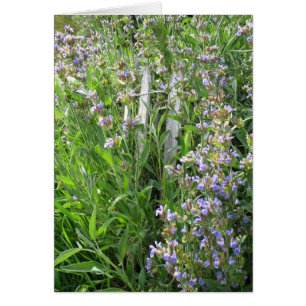 Cartão Placas de Vazio de Sage Azul Flor