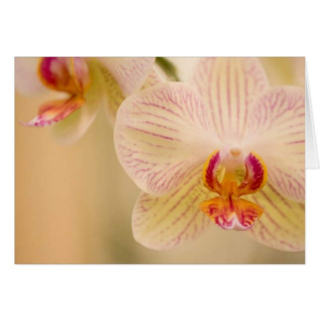Cartão Placas Orquídeas Brancas (Frente Horizontal)