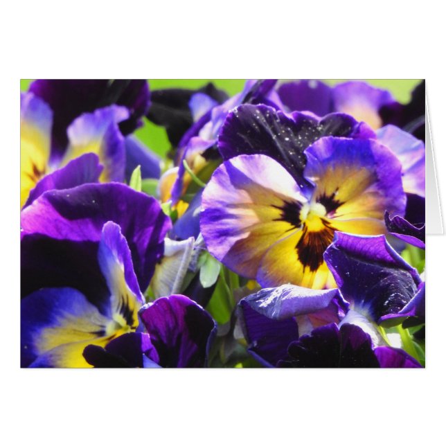 Cartão Placas Pansy Small, Pequenas (4" x 5,6") (Frente horizontal)