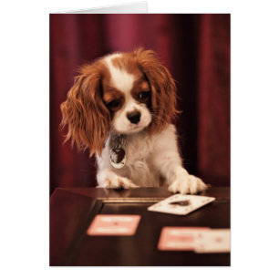 Cartão Placas Puppy Plays