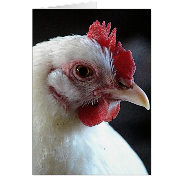 Cartão Plain Jane (Frente)