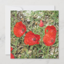 Cartão plano Corfu Red Poppies